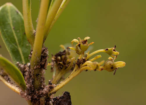 صورة Pygmaeothamnus zeyheri (Sond.) Robyns