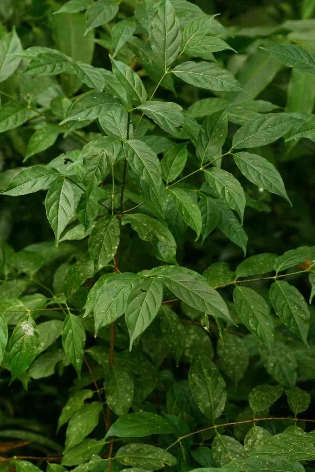 Image of Pendent-fruit coffee-medlar