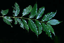 Image of Pendent-fruit coffee-medlar