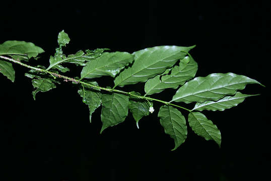 Image of Pendent-fruit coffee-medlar