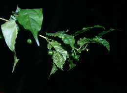 Image of Pendent-fruit coffee-medlar