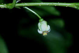 Image of Pendent-fruit coffee-medlar