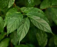 Image of Pendent-fruit coffee-medlar