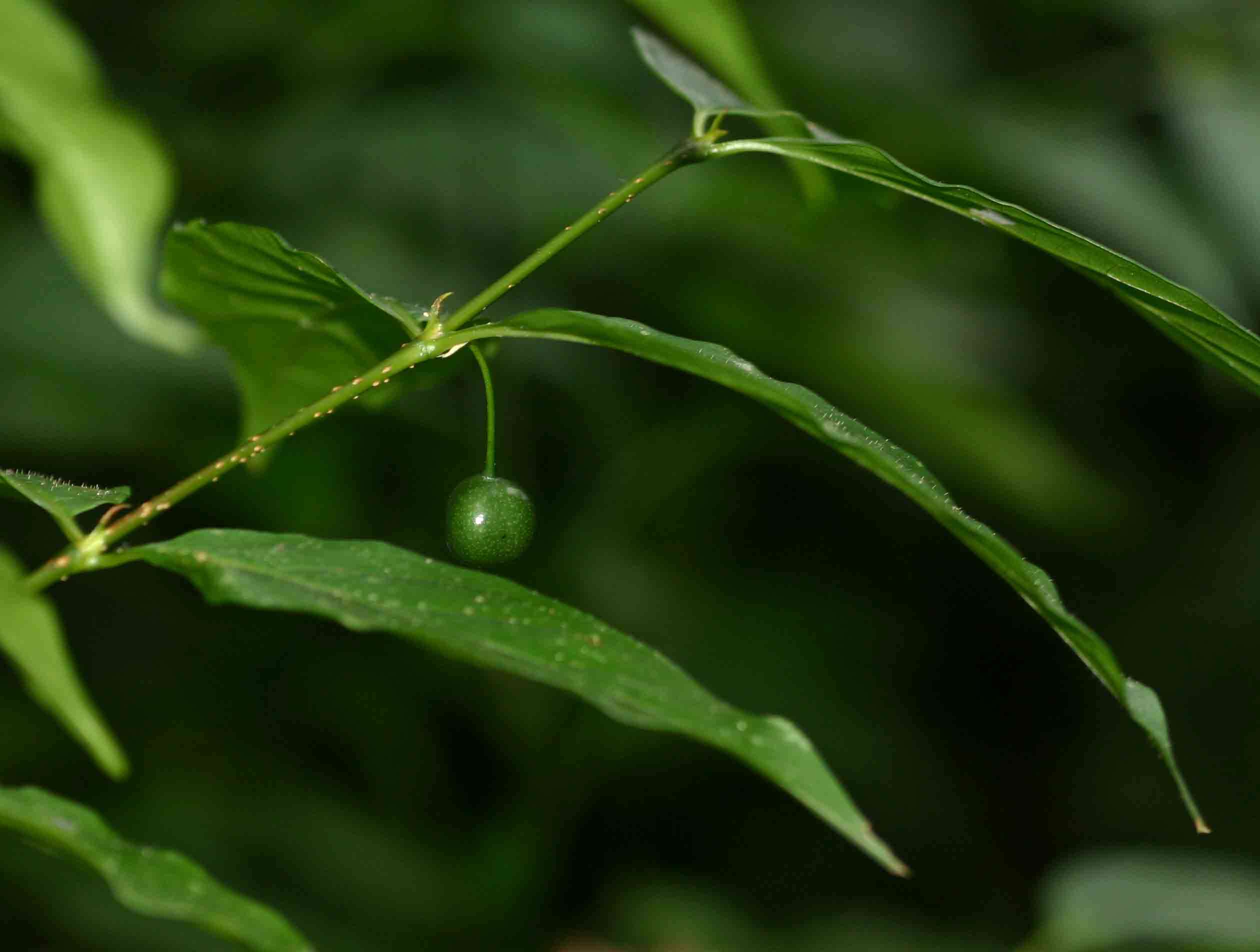 Image of Pendent-fruit coffee-medlar