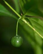 Image of Pendent-fruit coffee-medlar