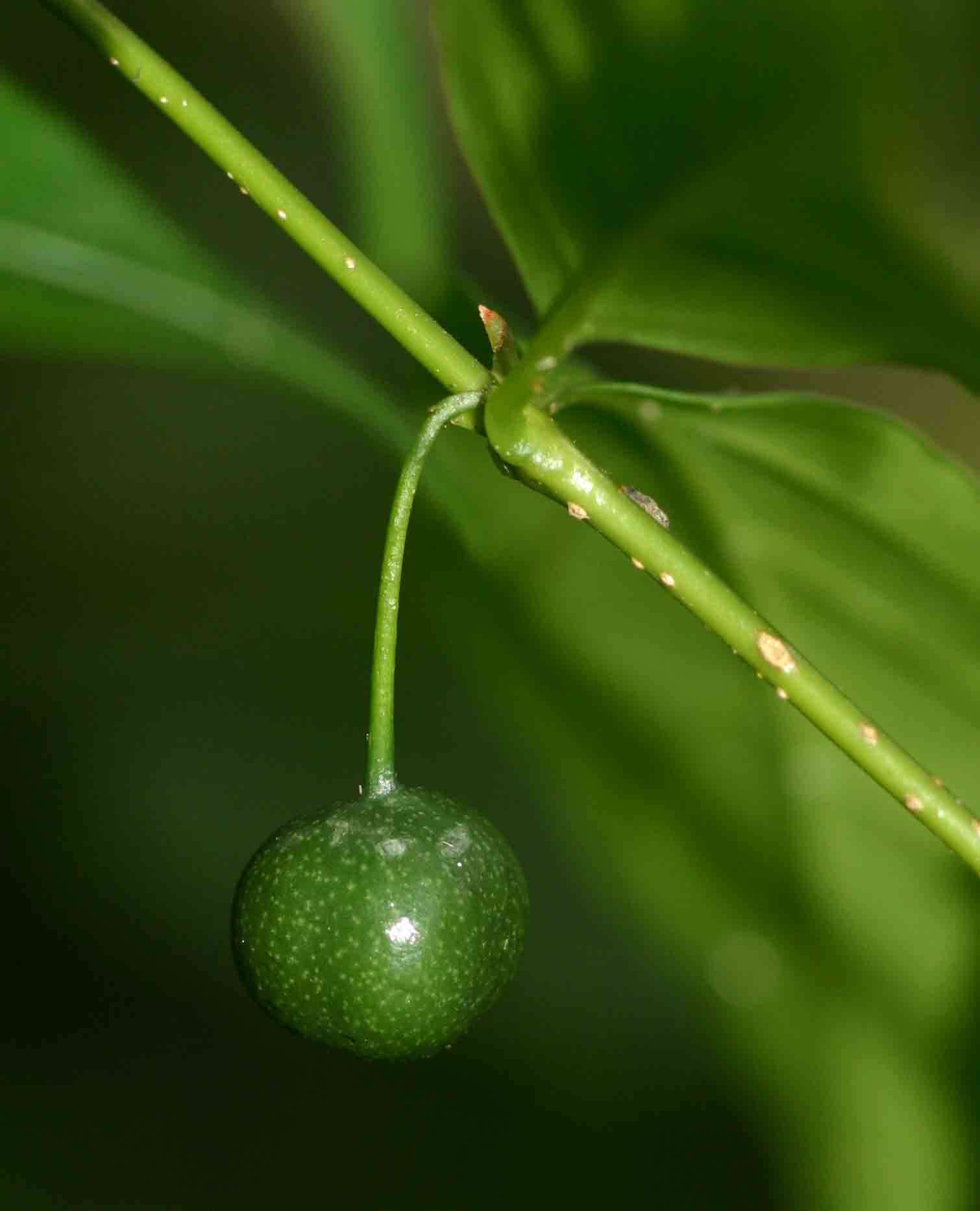 Image of Pendent-fruit coffee-medlar