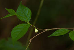 Image of Pendent-fruit coffee-medlar