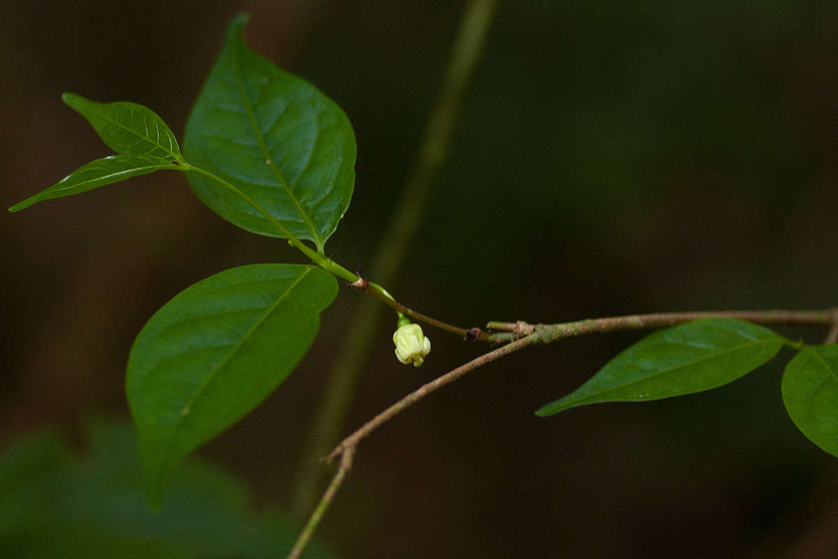 Image of Pendent-fruit coffee-medlar