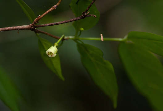 Image of Pendent-fruit coffee-medlar