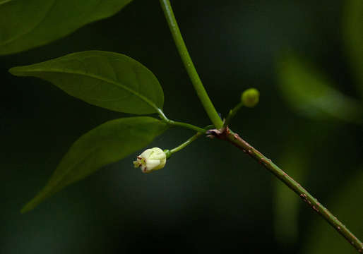 Image of Pendent-fruit coffee-medlar