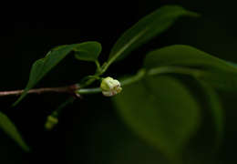 Image of Pendent-fruit coffee-medlar