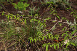 Image of Pompon coffee-medlar