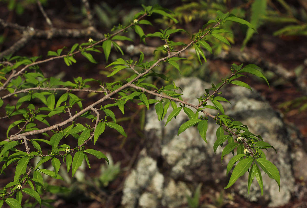 Image of Pompon coffee-medlar