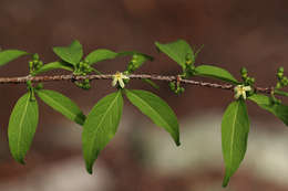 Image of Pompon coffee-medlar