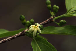 Image of Pompon coffee-medlar