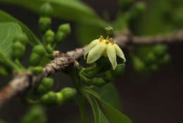 Image of Pompon coffee-medlar