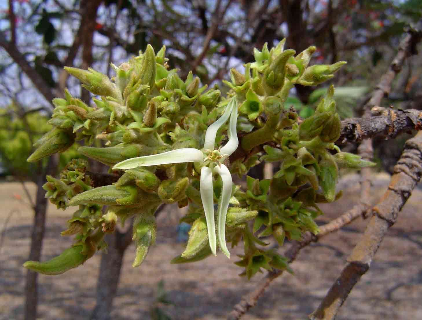 Image of Vangueriopsis