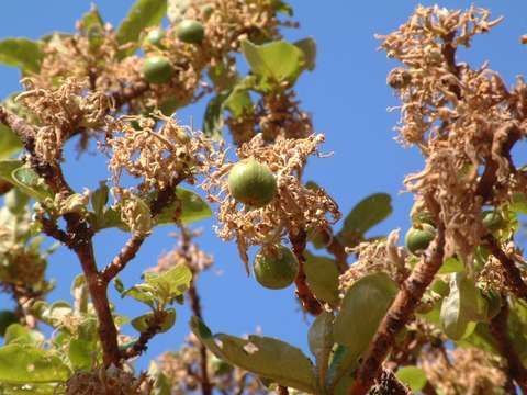 صورة Vangueriopsis