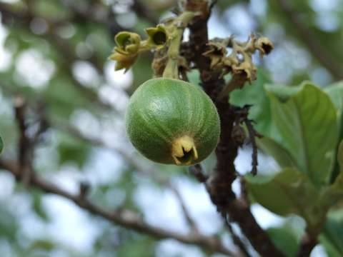 صورة Vangueriopsis