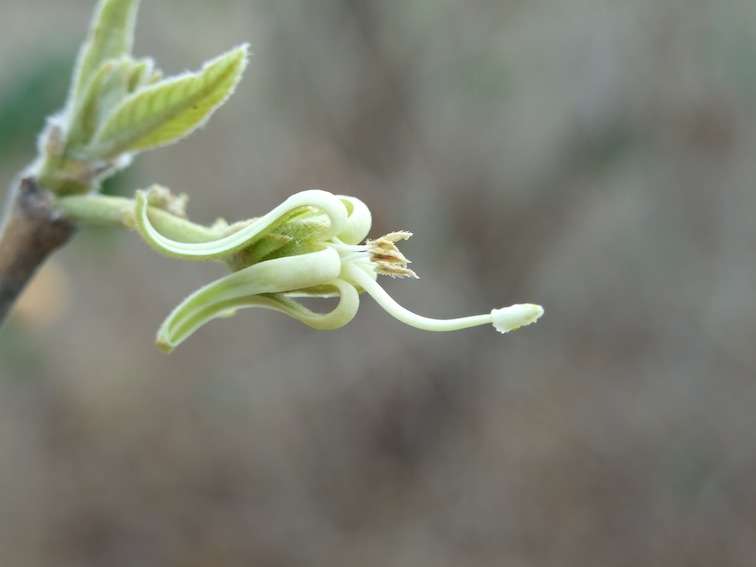 Image of Vangueriopsis