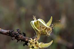 Image of Vangueriopsis