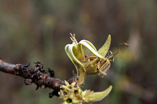 صورة Vangueriopsis