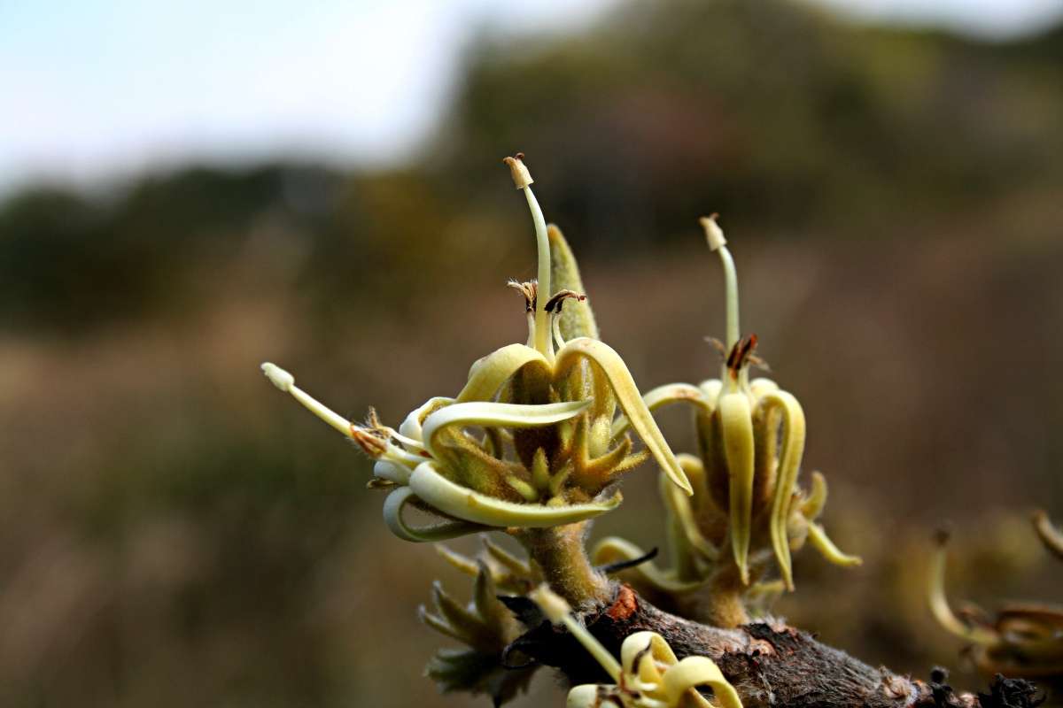 Image of Vangueriopsis