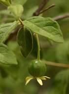 Image of Woodland pendent-medlar