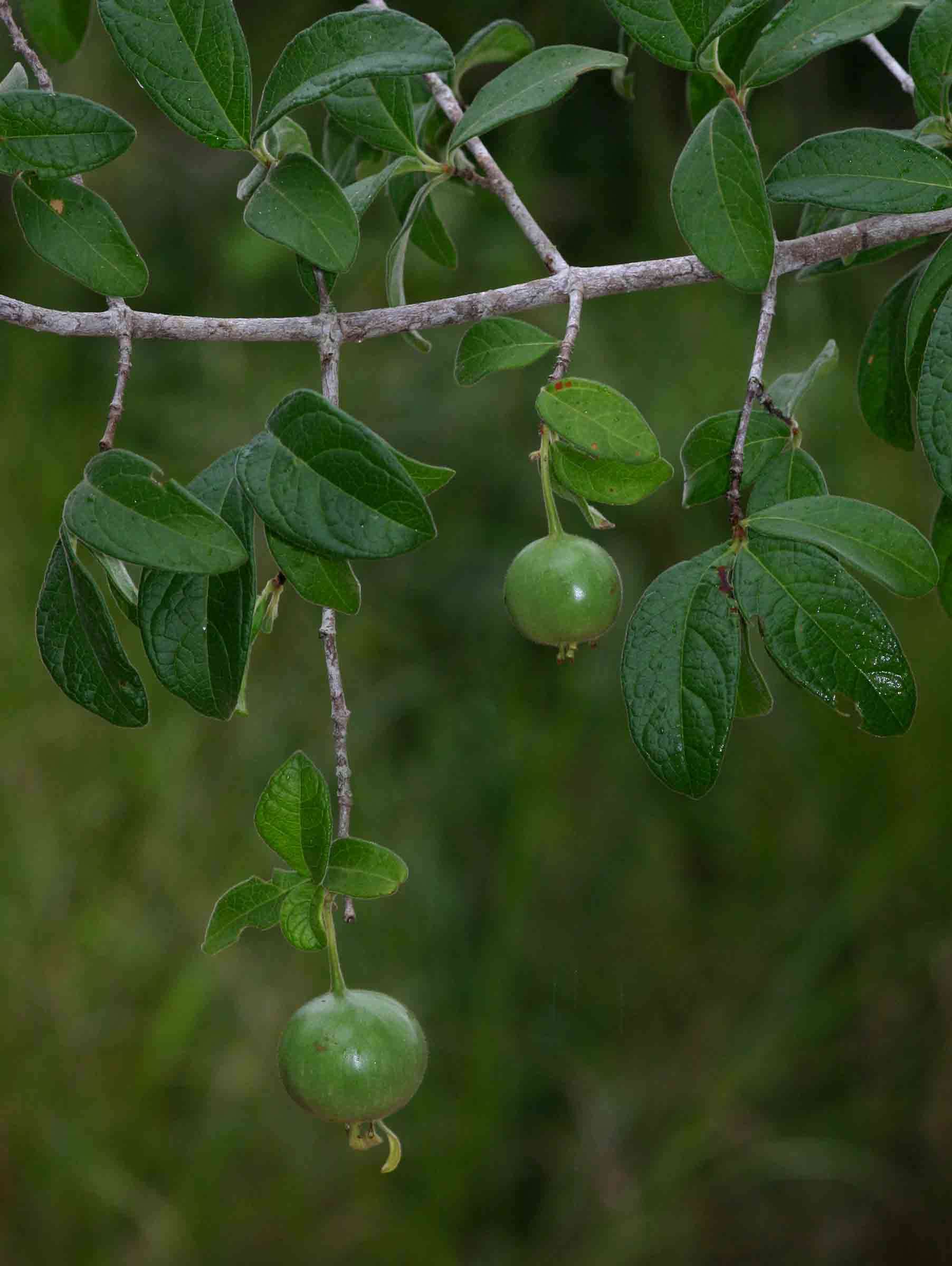 Plancia ëd Vangueria dryadum S. Moore