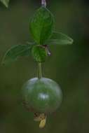 Image of Woodland pendent-medlar