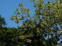 Image of Woodland pendent-medlar