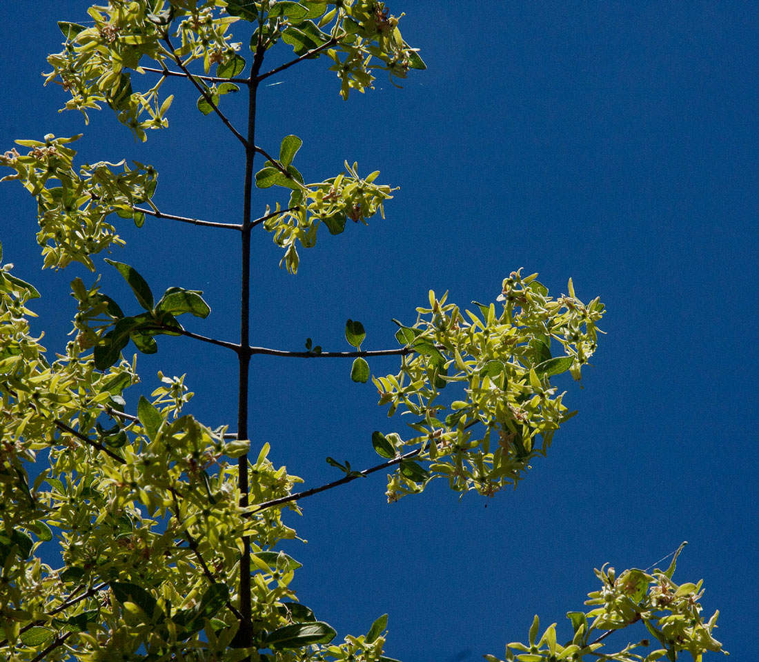 Image of Woodland pendent-medlar