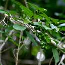 Image of Common Turkey Berry