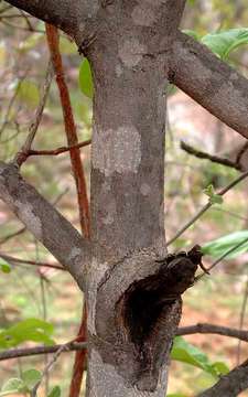 Image of Afrocanthium