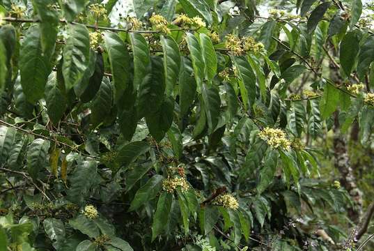 Image of Raisin-fruit keetia