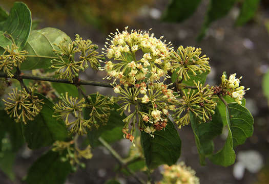 Image of Raisin-fruit keetia