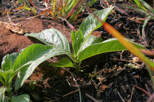 Image of Vangueria pygmaea Schltr.