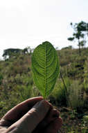 Vangueria pygmaea Schltr. resmi