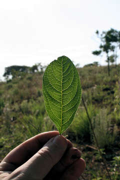 Image of Vangueria pygmaea Schltr.