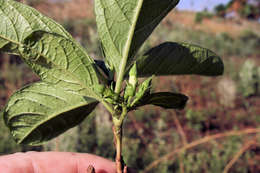 Vangueria pygmaea Schltr. resmi