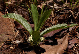 Vangueria pygmaea Schltr. resmi