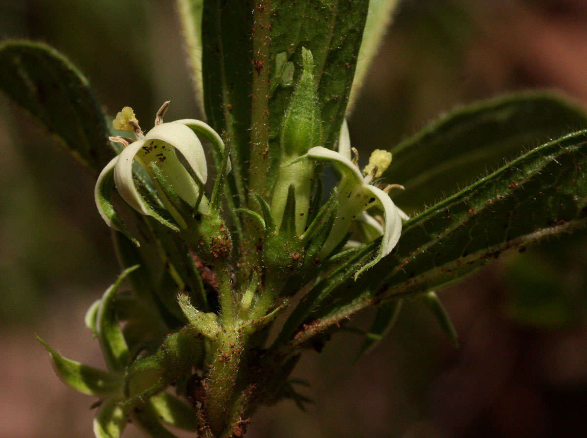 Vangueria pygmaea Schltr. resmi