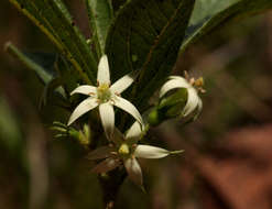 Vangueria pygmaea Schltr. resmi