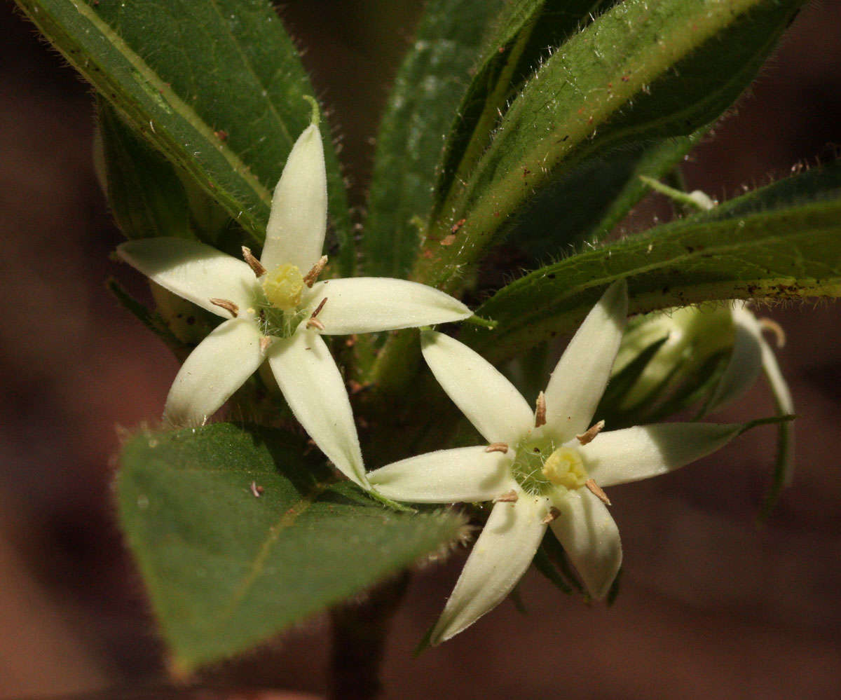 Vangueria pygmaea Schltr. resmi