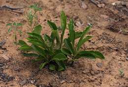 Vangueria pygmaea Schltr. resmi