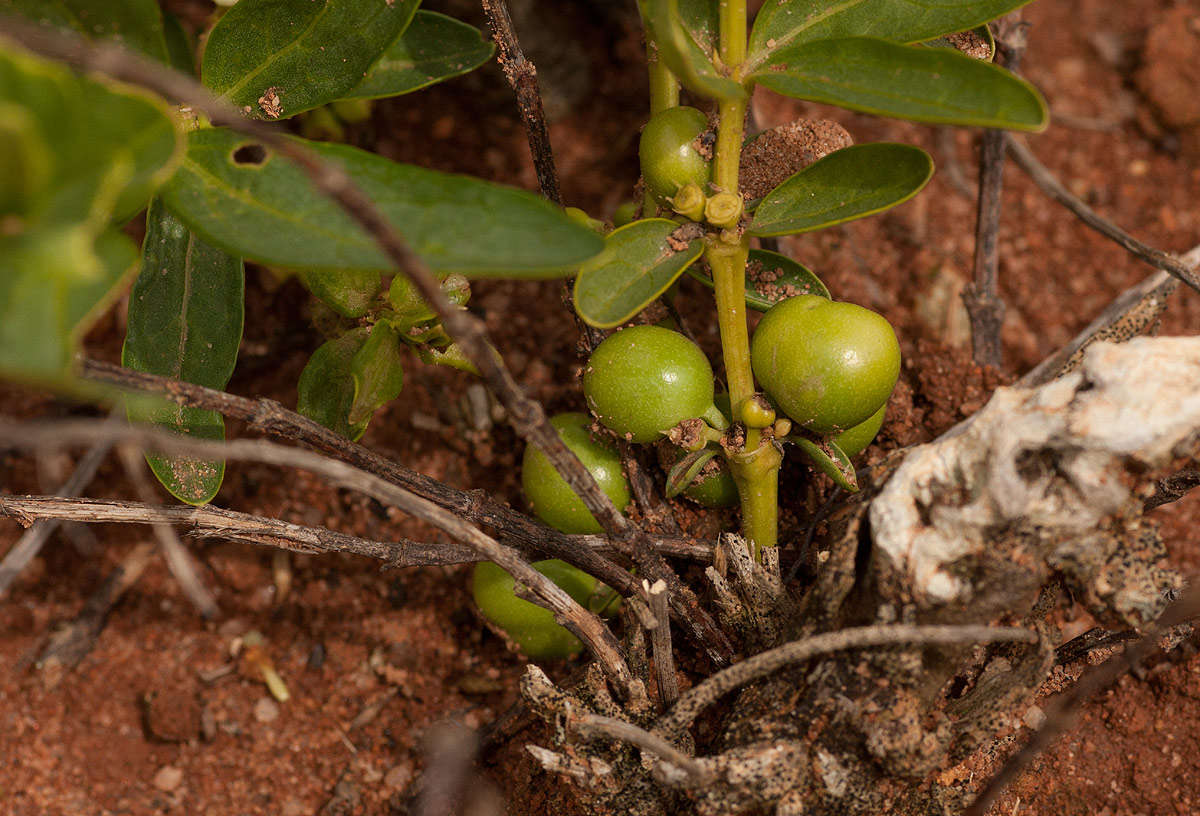 صورة Fadogia stenophylla Welw. ex Hiern