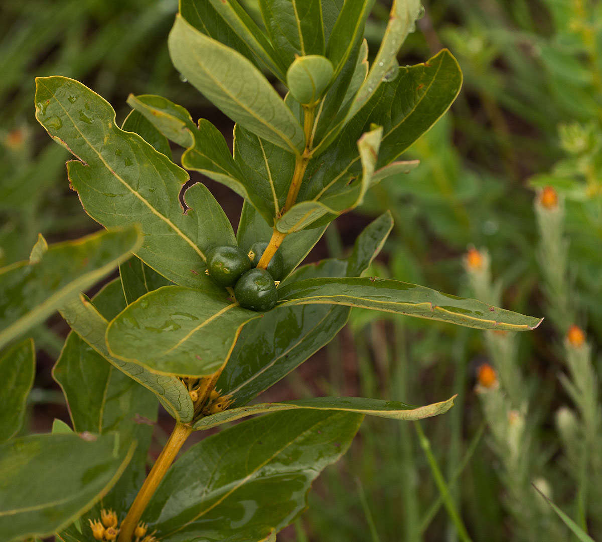 Plancia ëd Fadogia tetraquetra K. Schum. & K. Krause