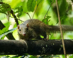 Image of Northern Tree Shrew