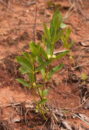 Plancia ëd Fadogia tetraquetra K. Schum. & K. Krause