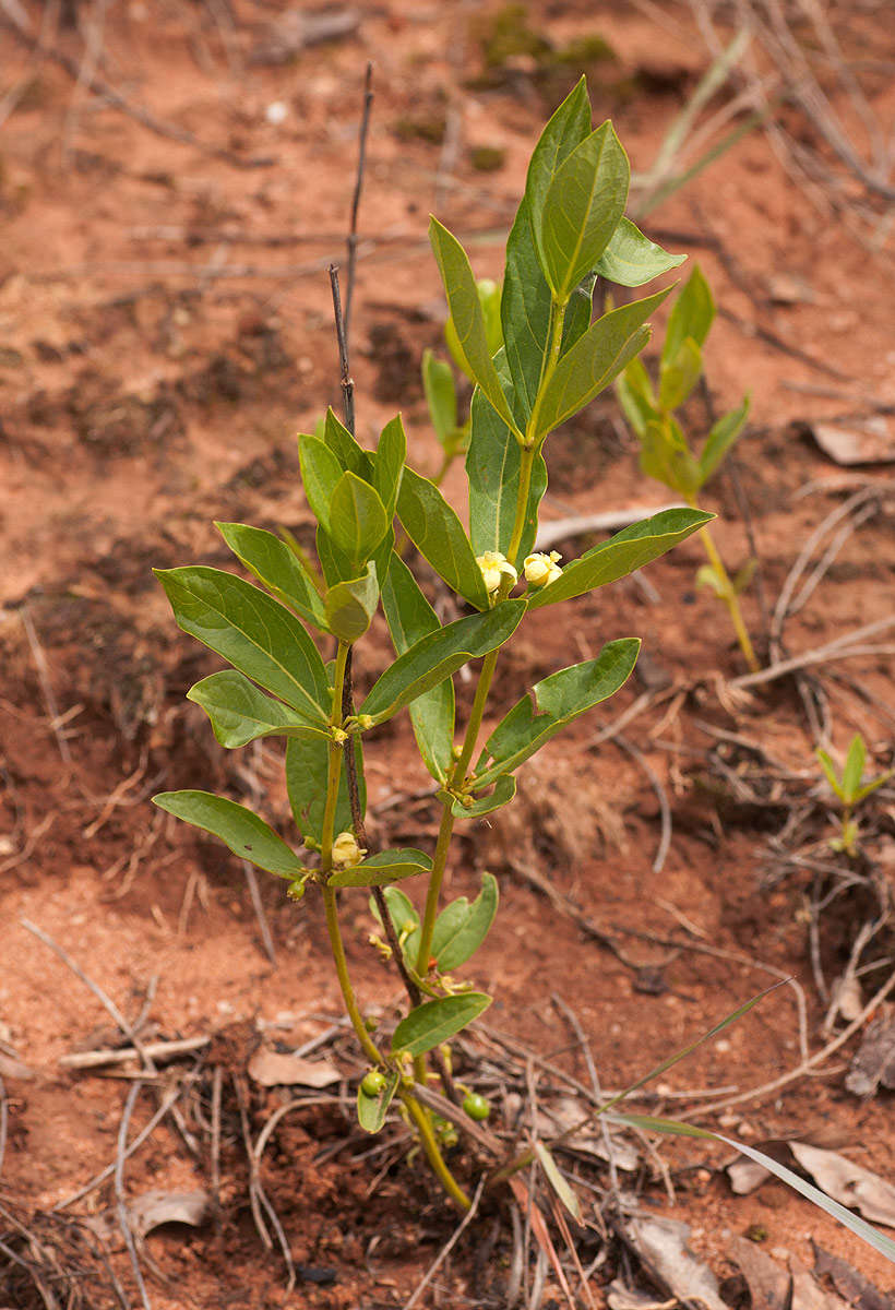 Plancia ëd Fadogia tetraquetra K. Schum. & K. Krause